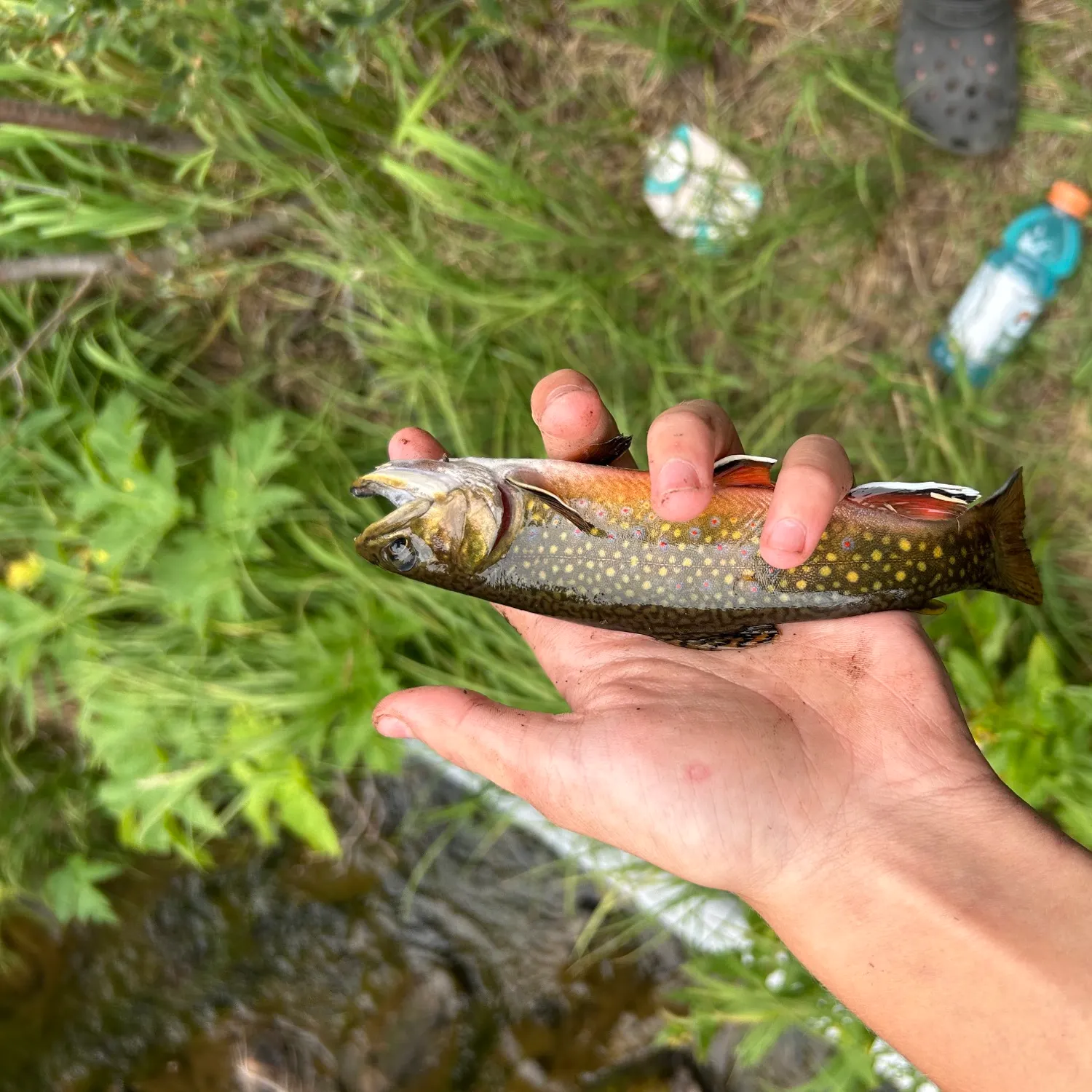 Brook trout caught on Fishbrain