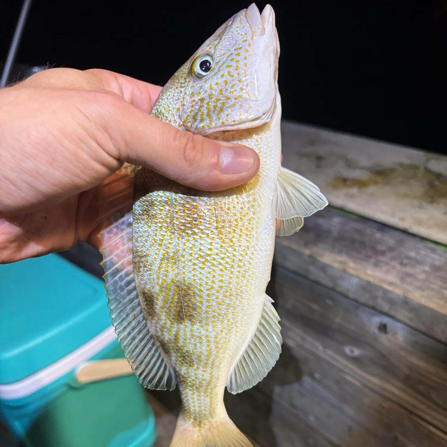 The most recent Pigfish catches on Fishbrain