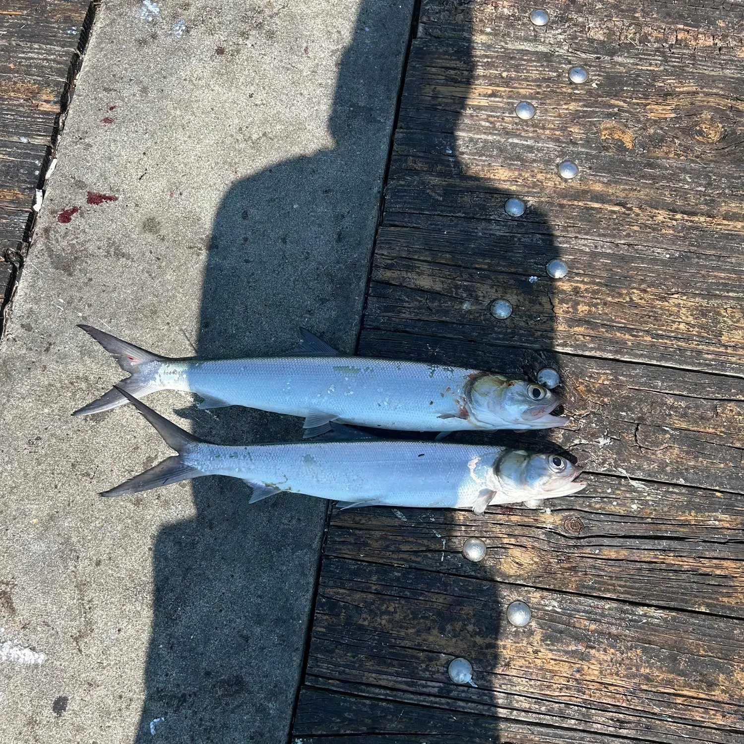 Ladyfish caught on Fishbrain