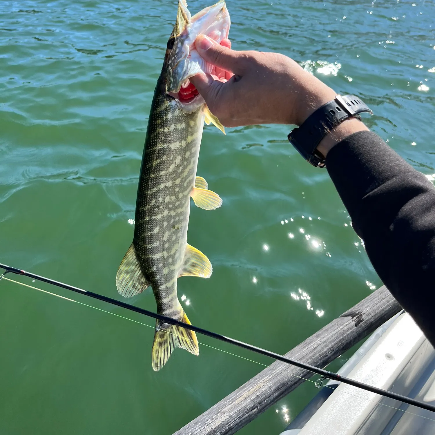 Northern pike caught on Fishbrain