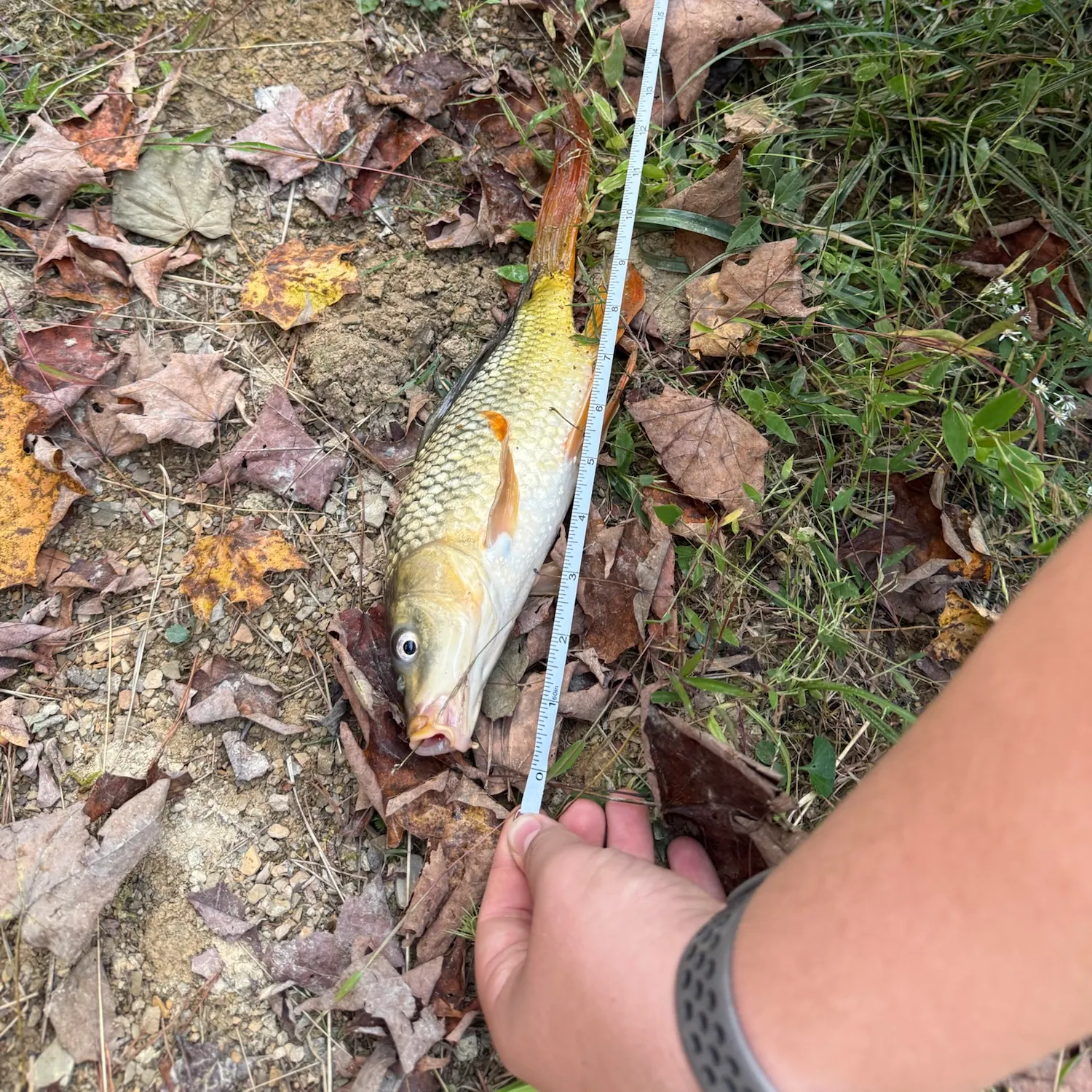 Koi x common carp caught on Fishbrain