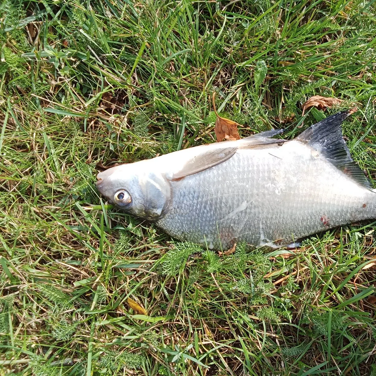 Common bream caught on Fishbrain