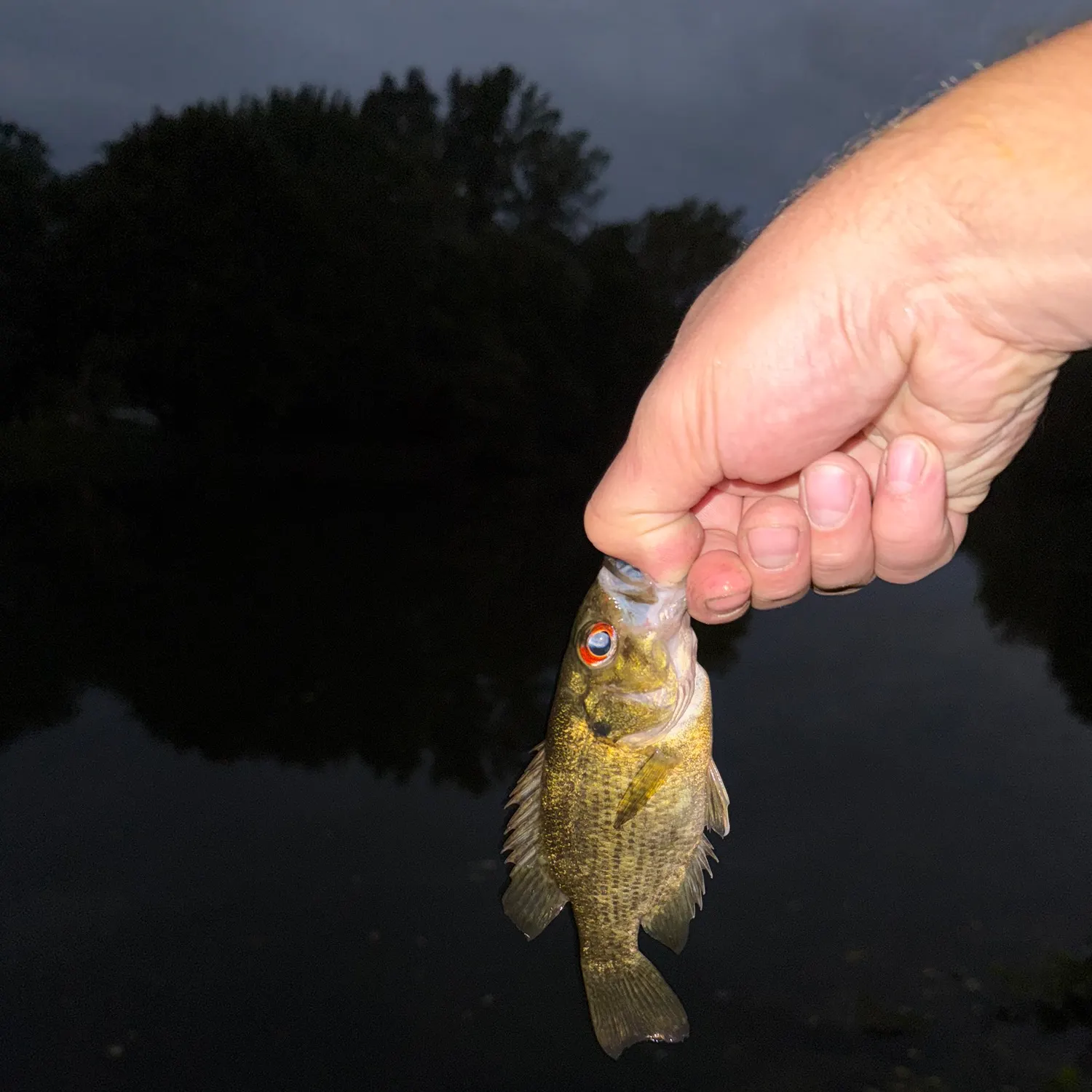 Rock bass caught on Fishbrain