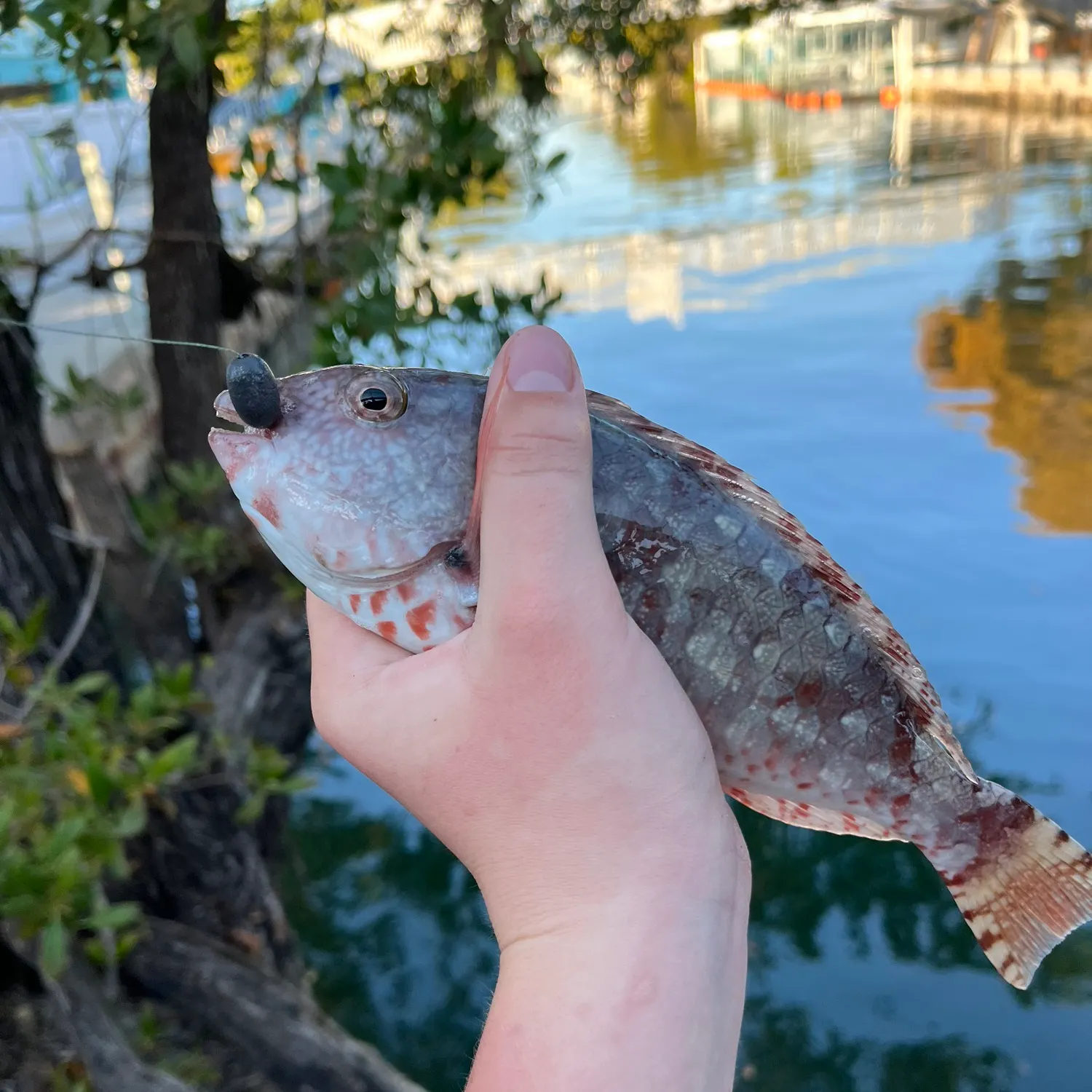 The most recent Stoplight parrotfish catches on Fishbrain