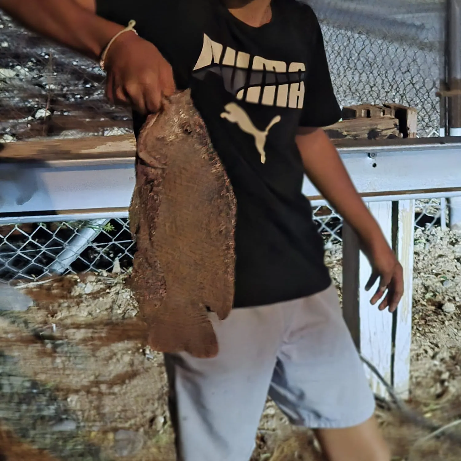 The most recent Blackchin tilapia catches on Fishbrain