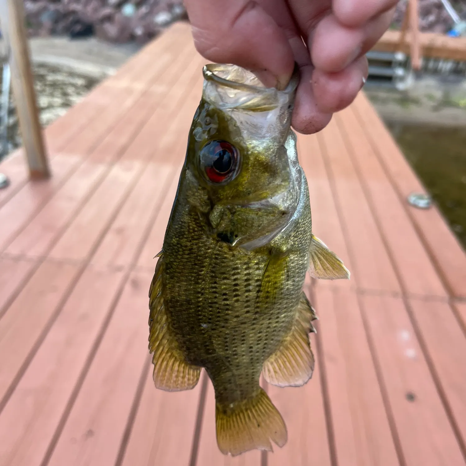 Rock bass caught on Fishbrain