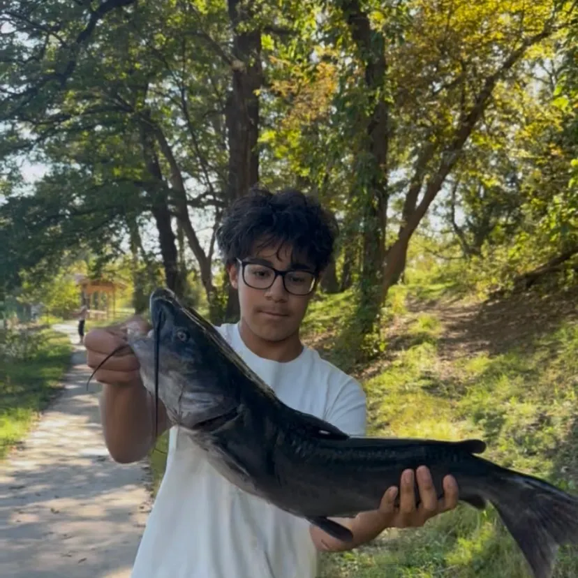Channel catfish caught on Fishbrain