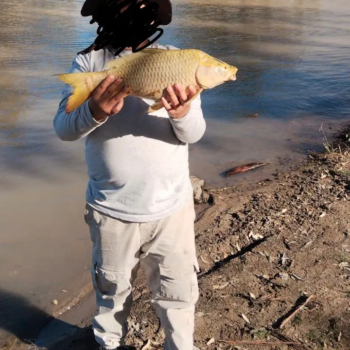 The most recent Common carp catches on Fishbrain