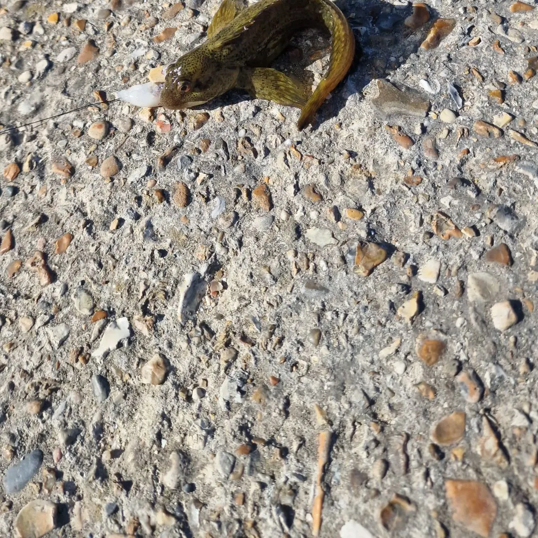 Longspined bullhead caught on Fishbrain