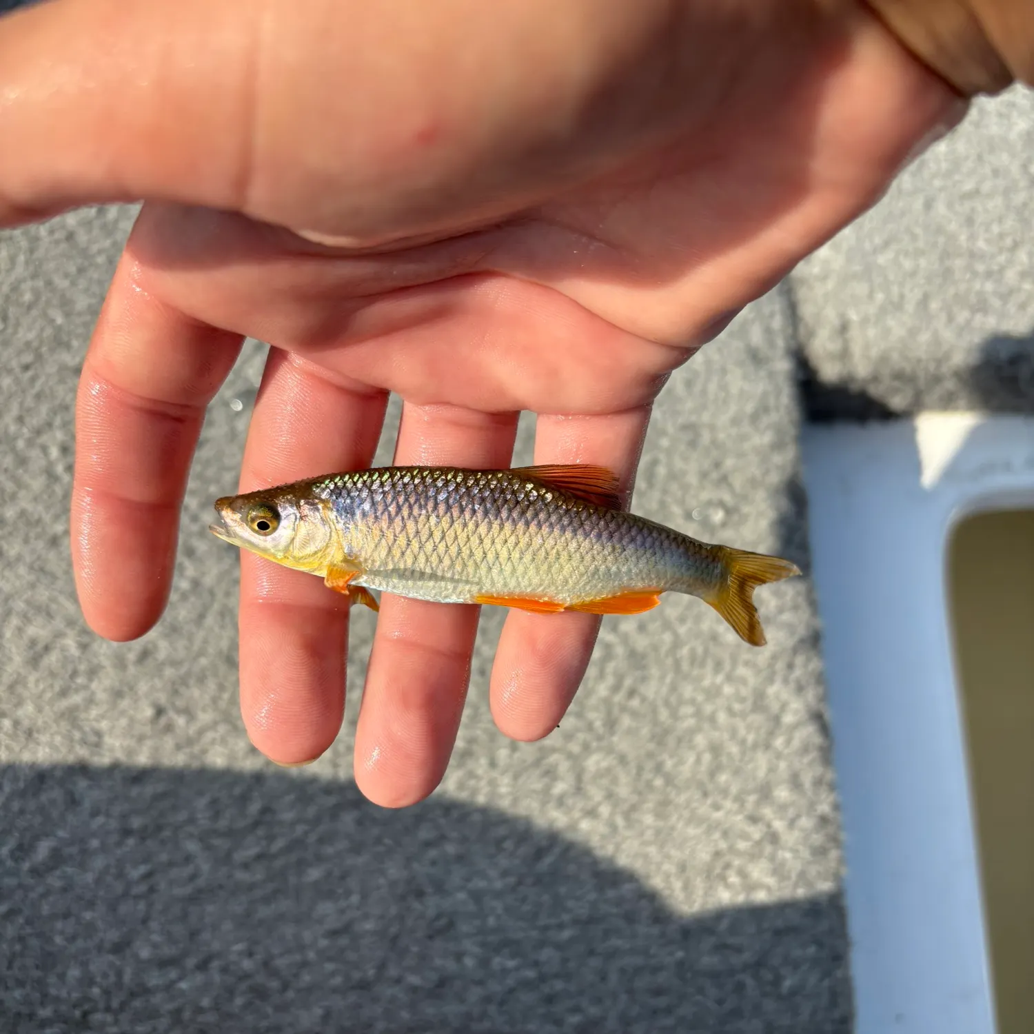 The most recent Lake chub catches on Fishbrain