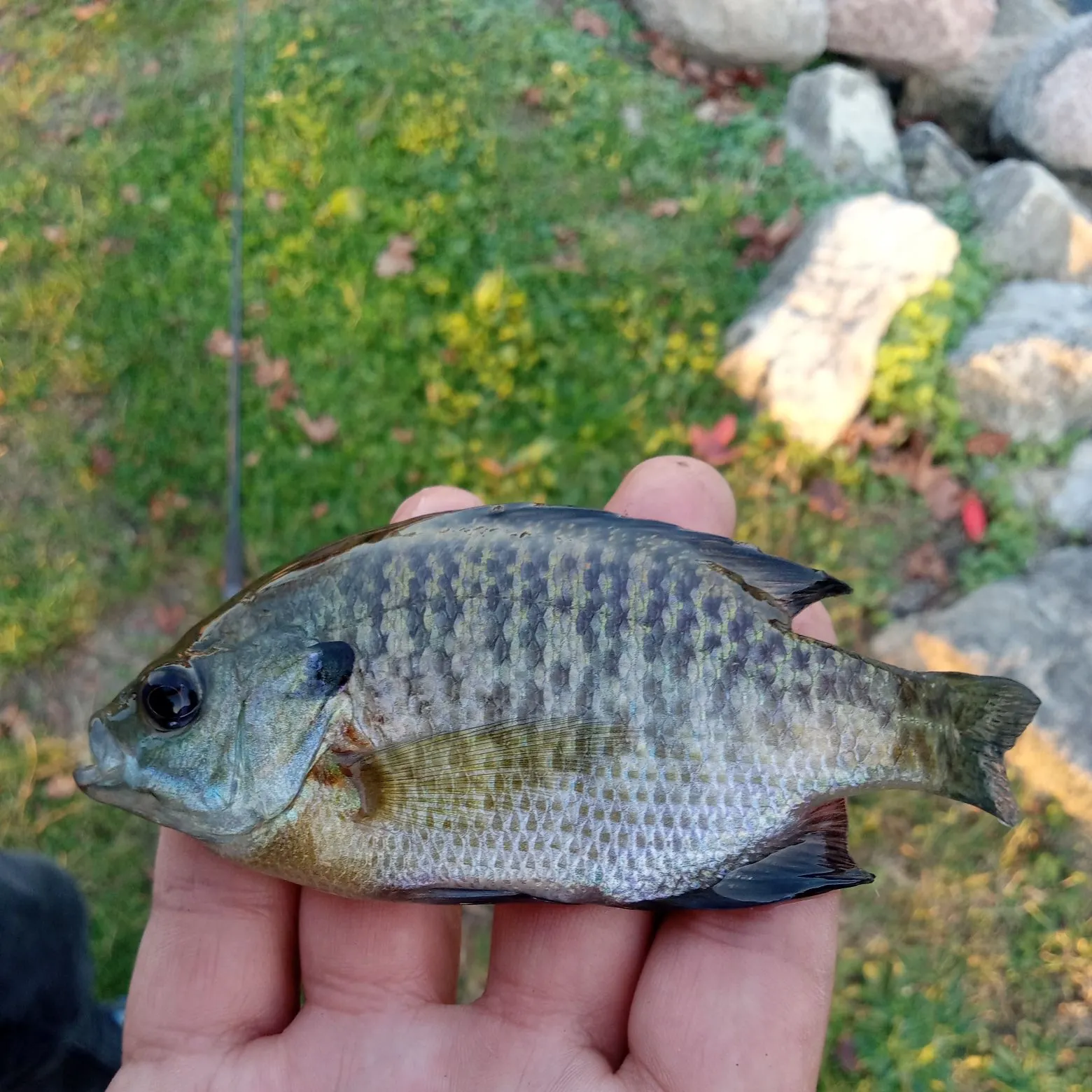 Bluegill caught on Fishbrain