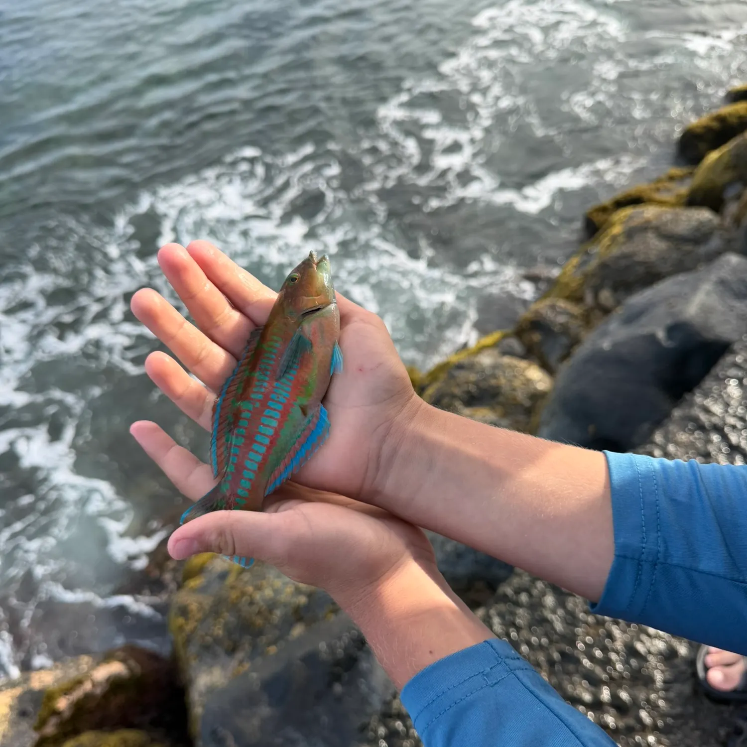The most recent Stoplight parrotfish catches on Fishbrain