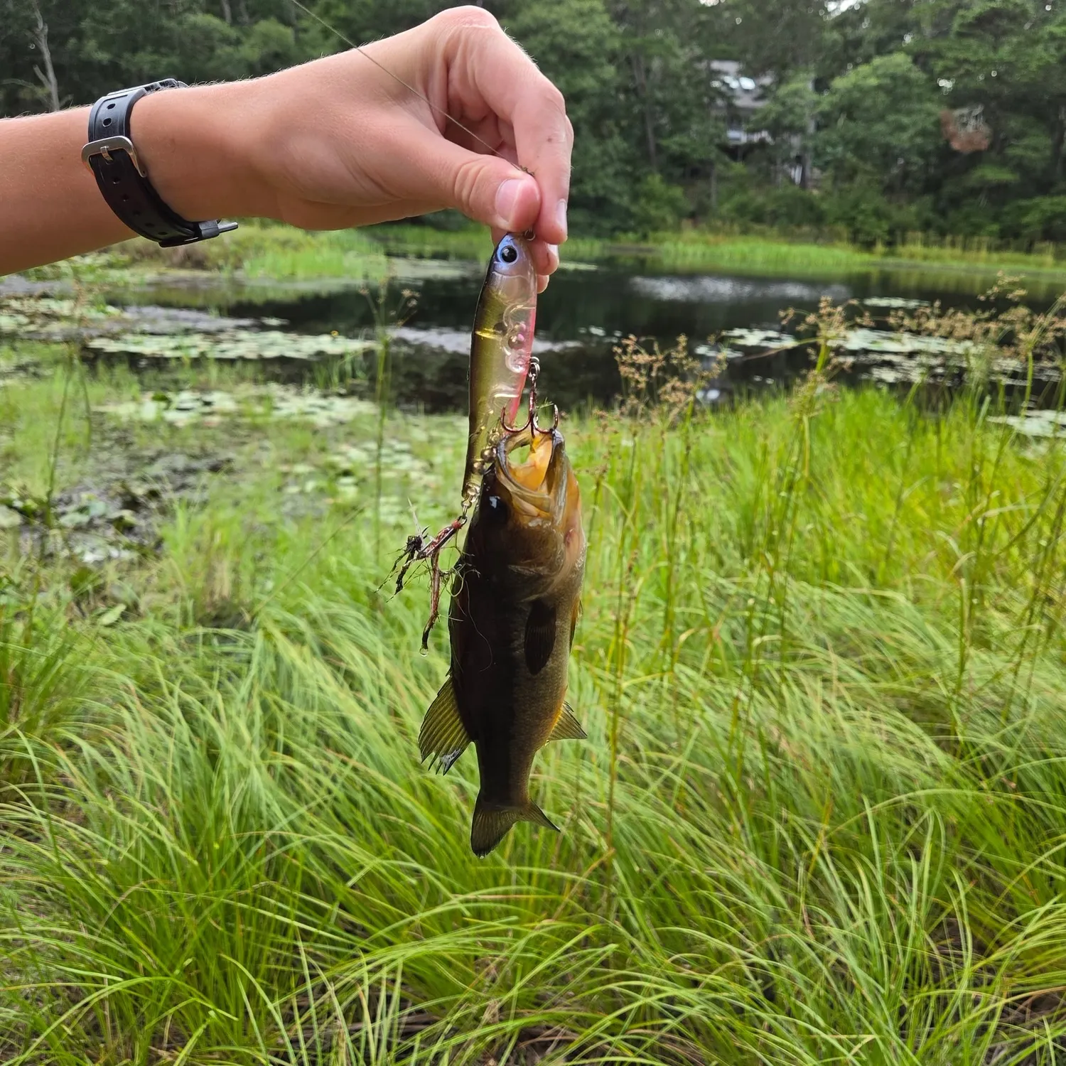 Largemouth bass caught on Fishbrain