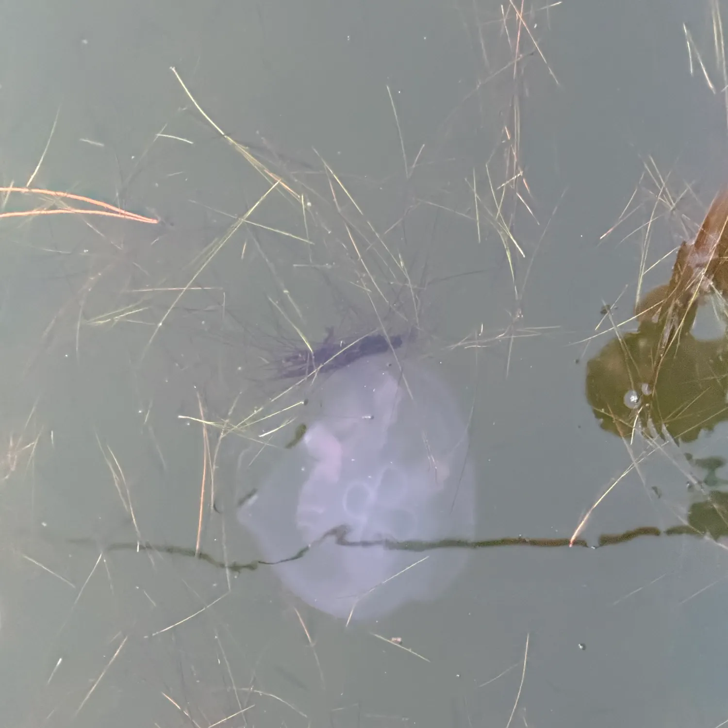 Fish caught on Fishbrain