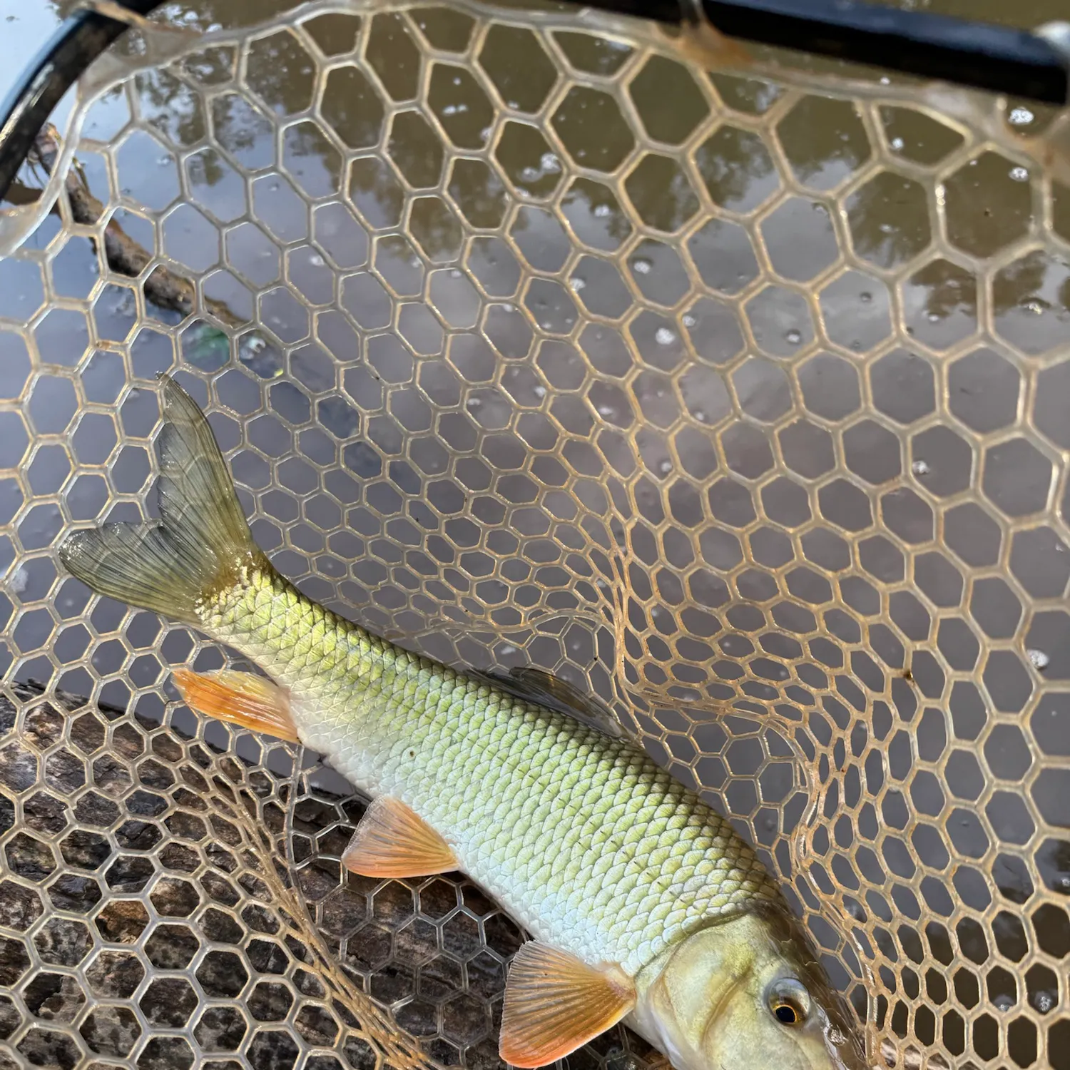 The most recent Golden redhorse catches on Fishbrain