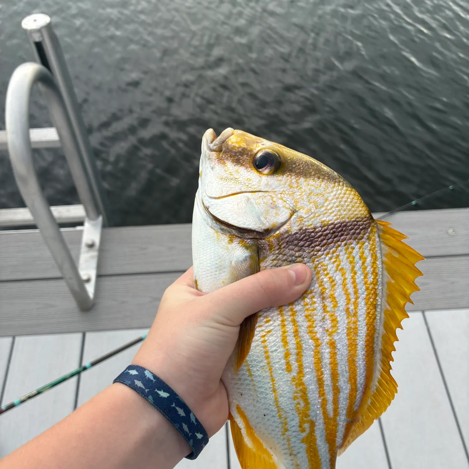 Atlantic porkfish caught on Fishbrain