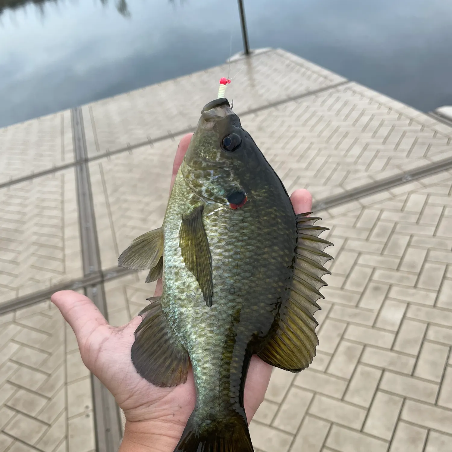 Redear sunfish caught on Fishbrain