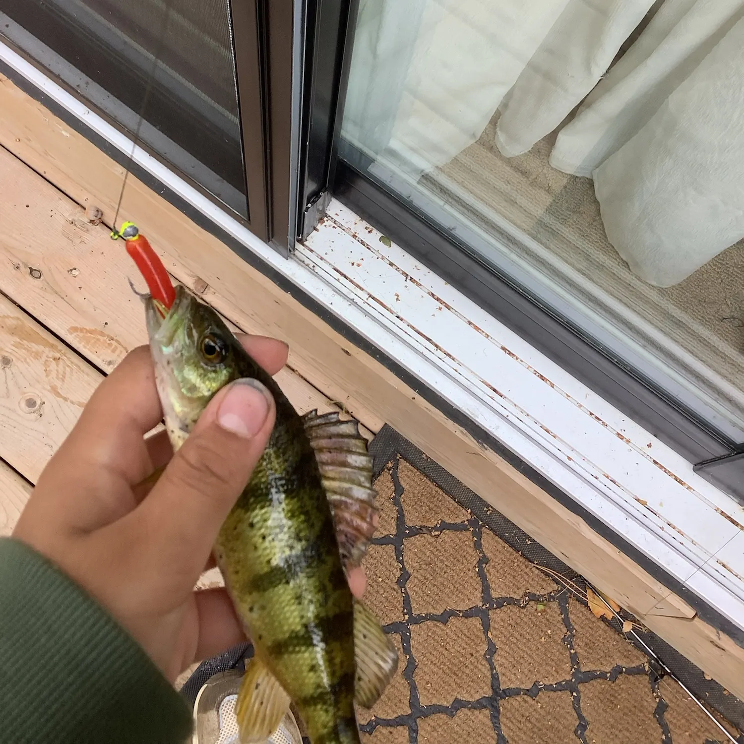 Yellow perch caught on Fishbrain