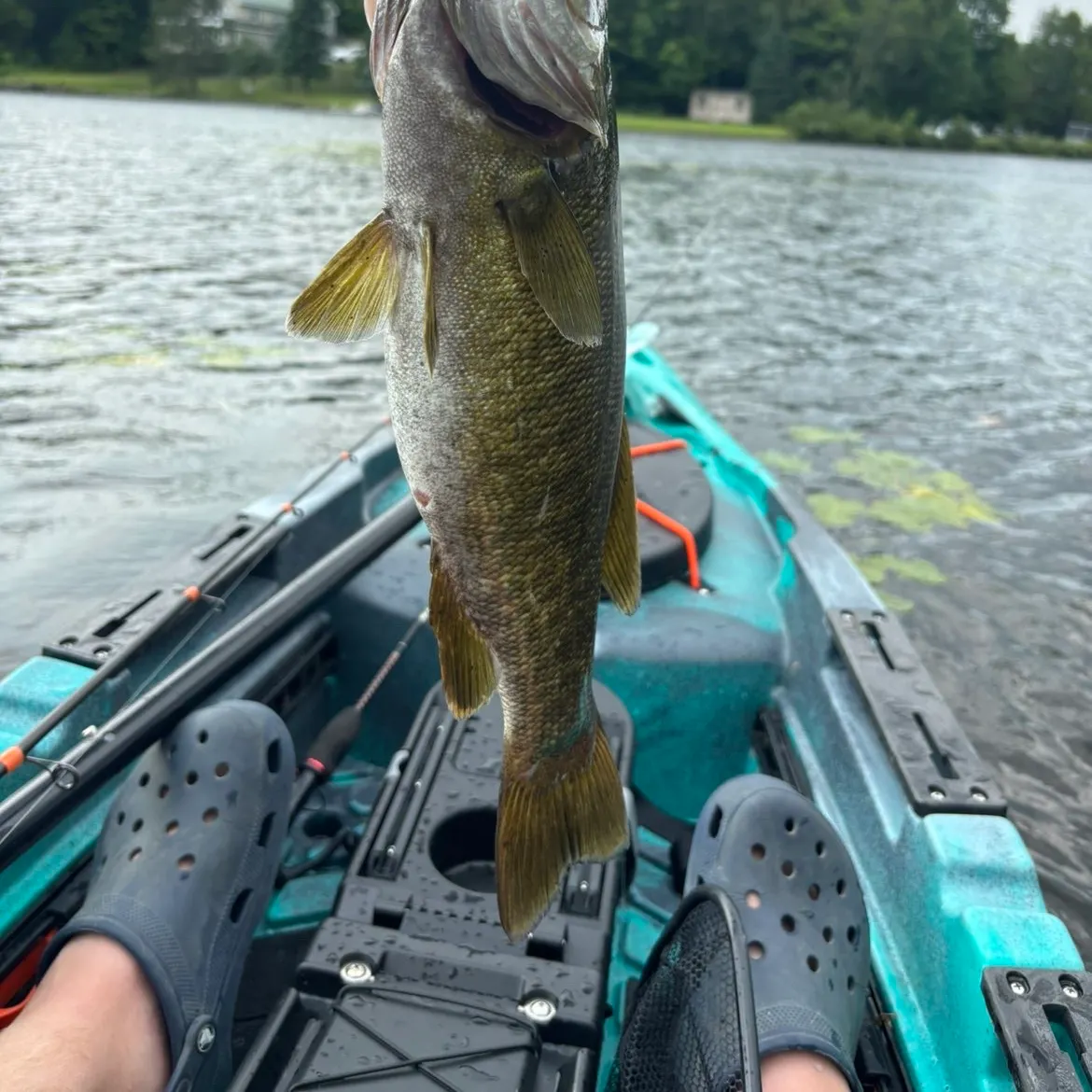 Smallmouth bass caught on Fishbrain