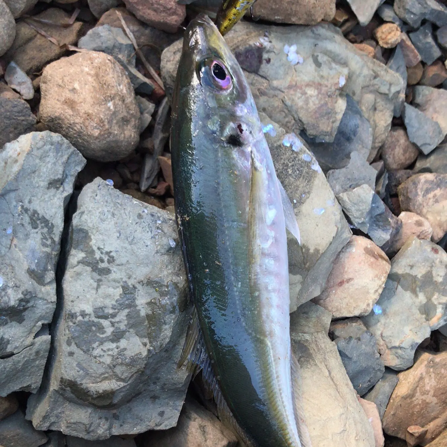 Blue mackerel caught on Fishbrain