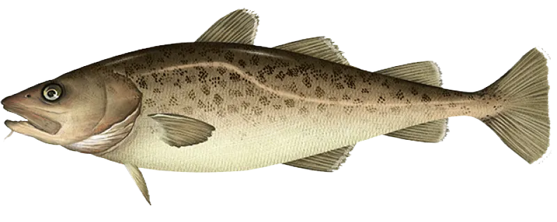 Pacific cod