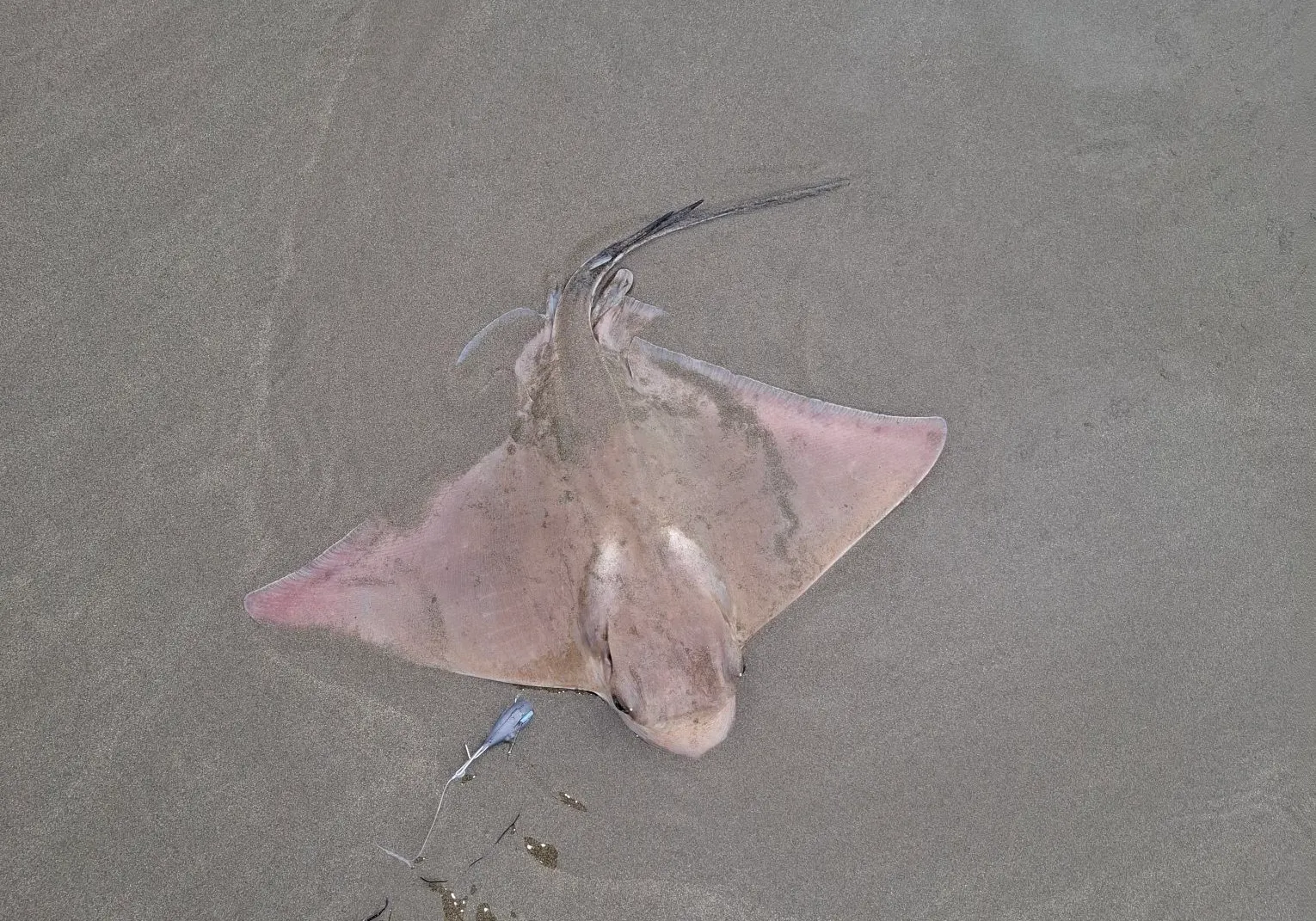 Common eagle ray