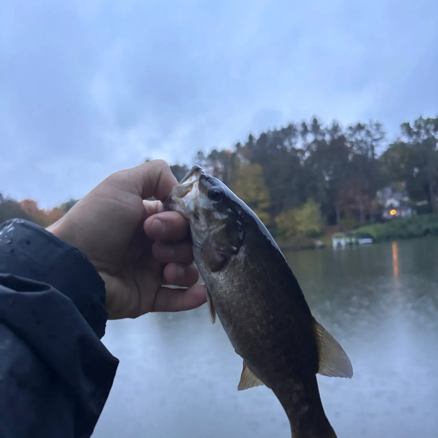 Smallmouth bass caught on Fishbrain