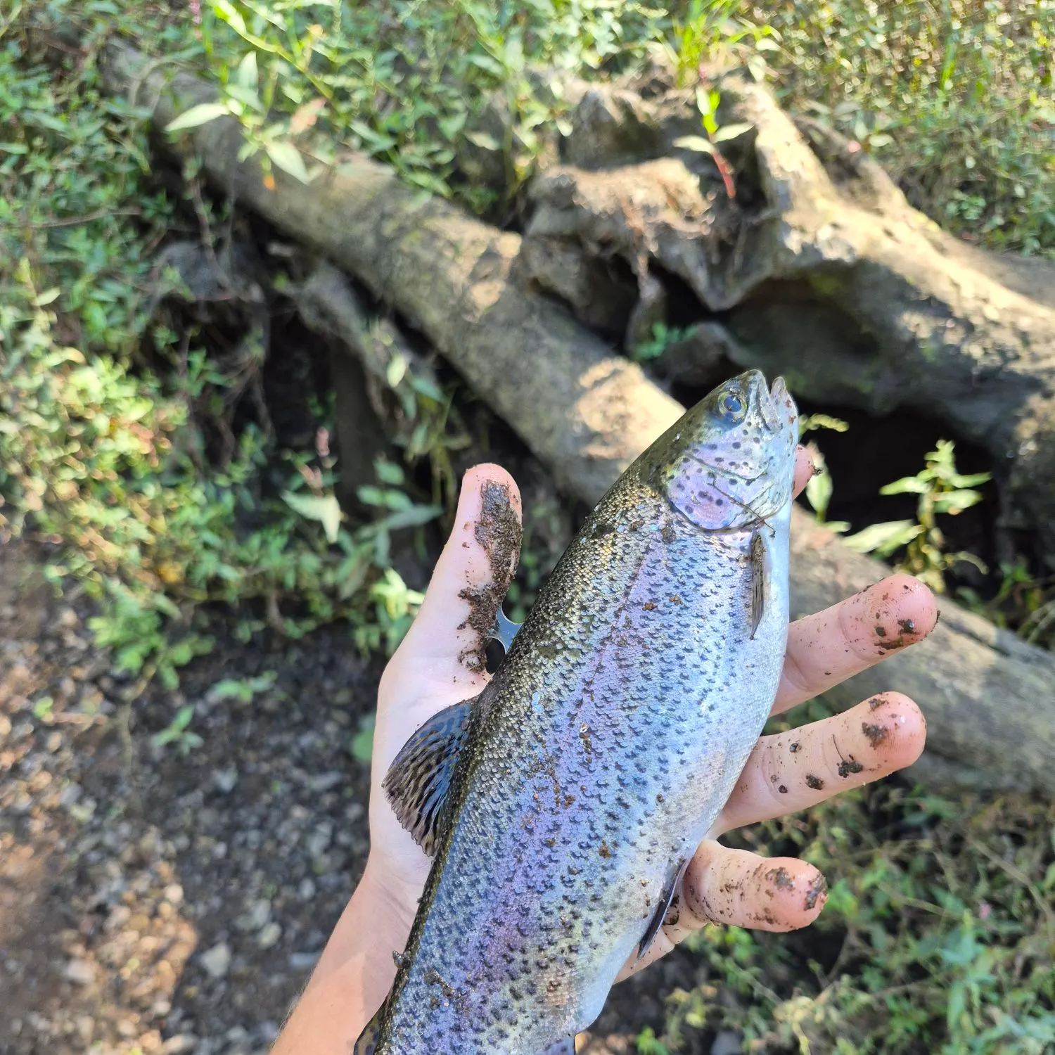 Rainbow trout caught on Fishbrain