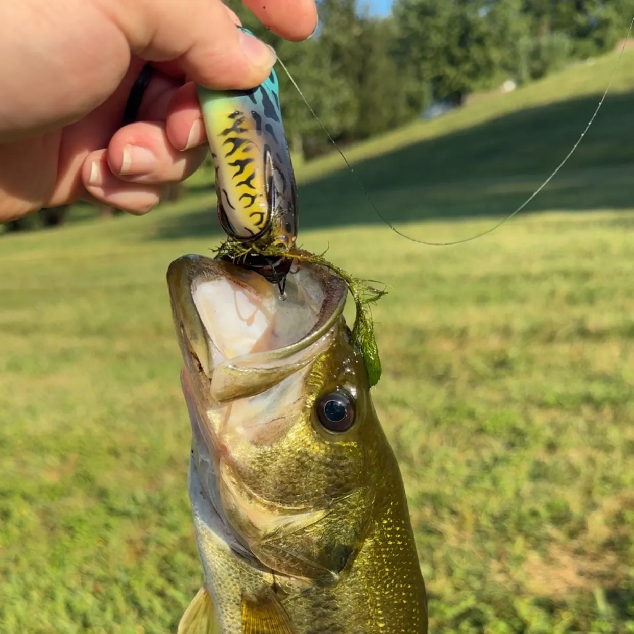 Largemouth bass caught on Fishbrain
