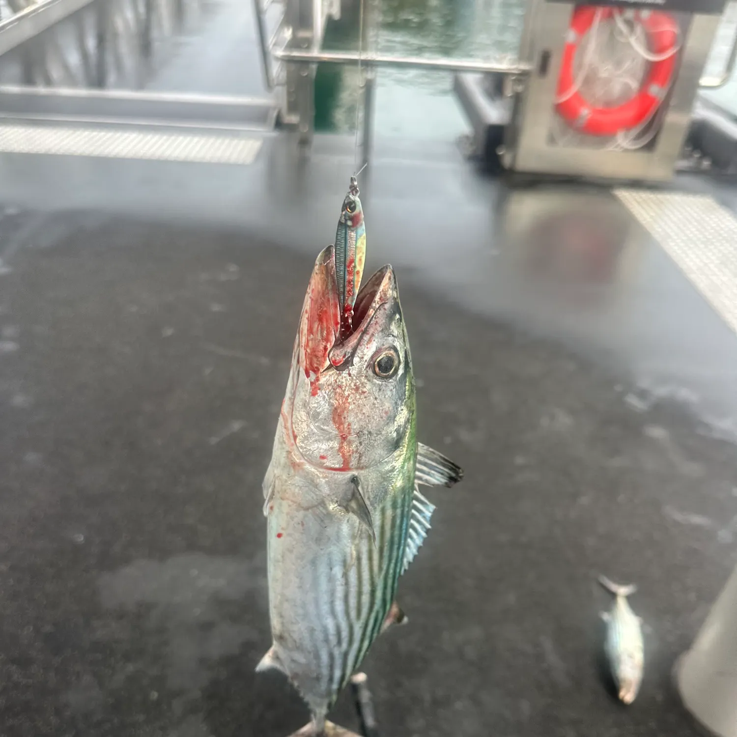 The most recent Striped bonito catches on Fishbrain
