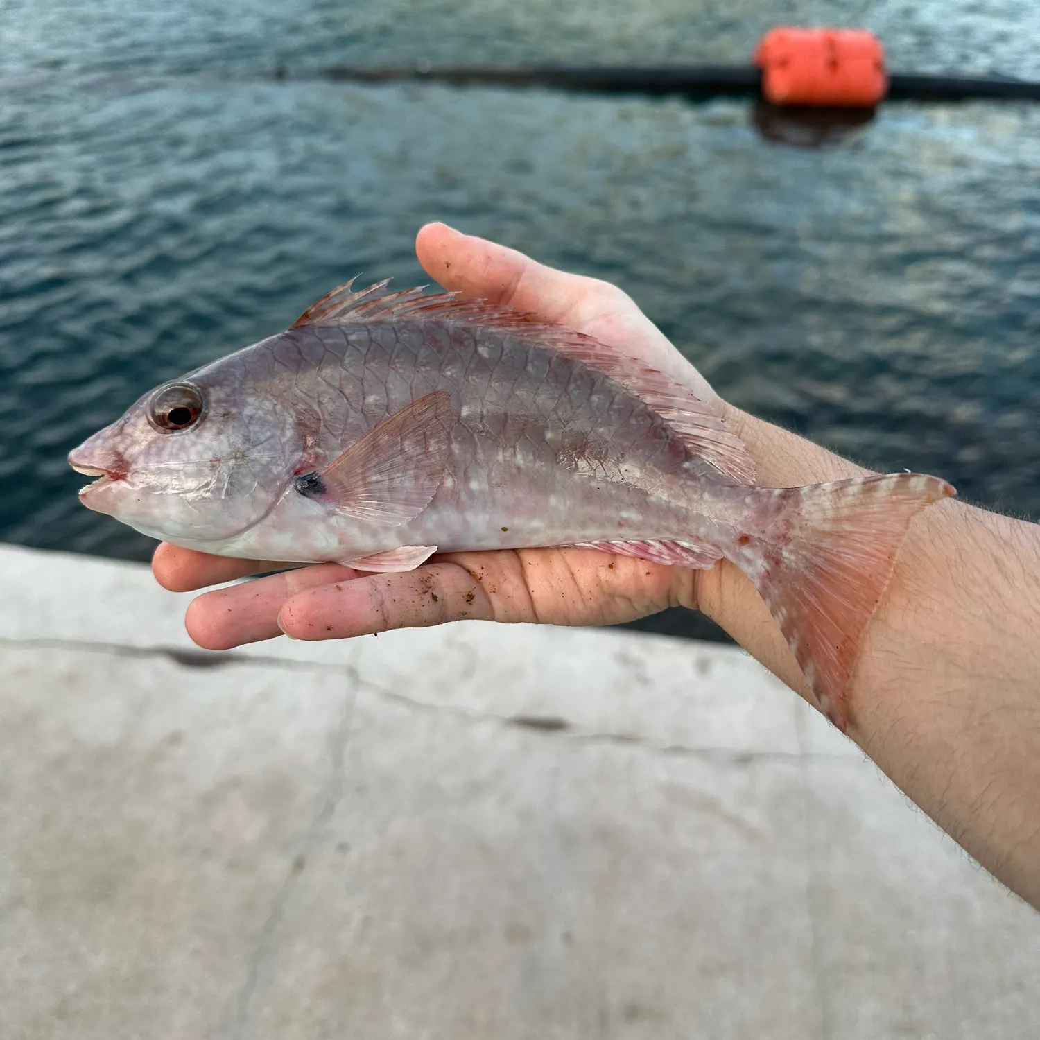 The most recent Redtail parrotfish catches on Fishbrain