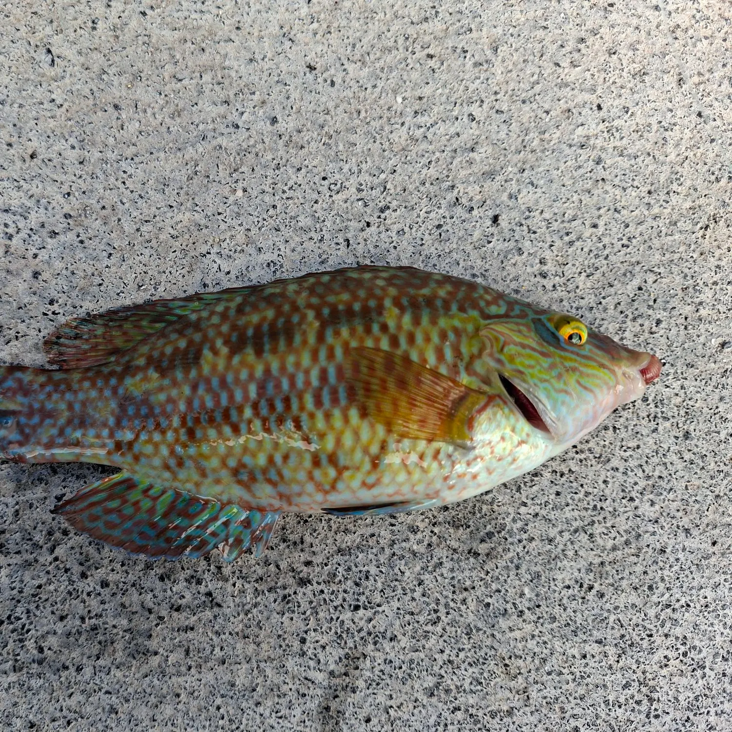 The most recent Corkwing wrasse catches on Fishbrain