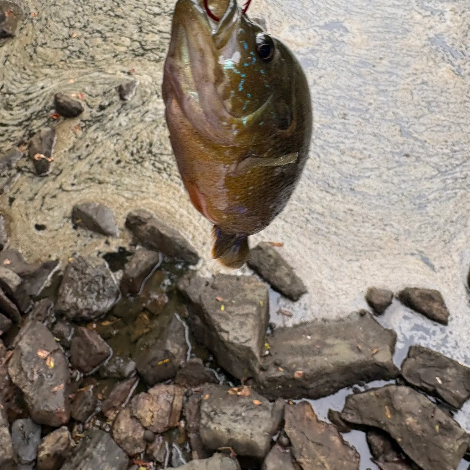 Green sunfish caught on Fishbrain