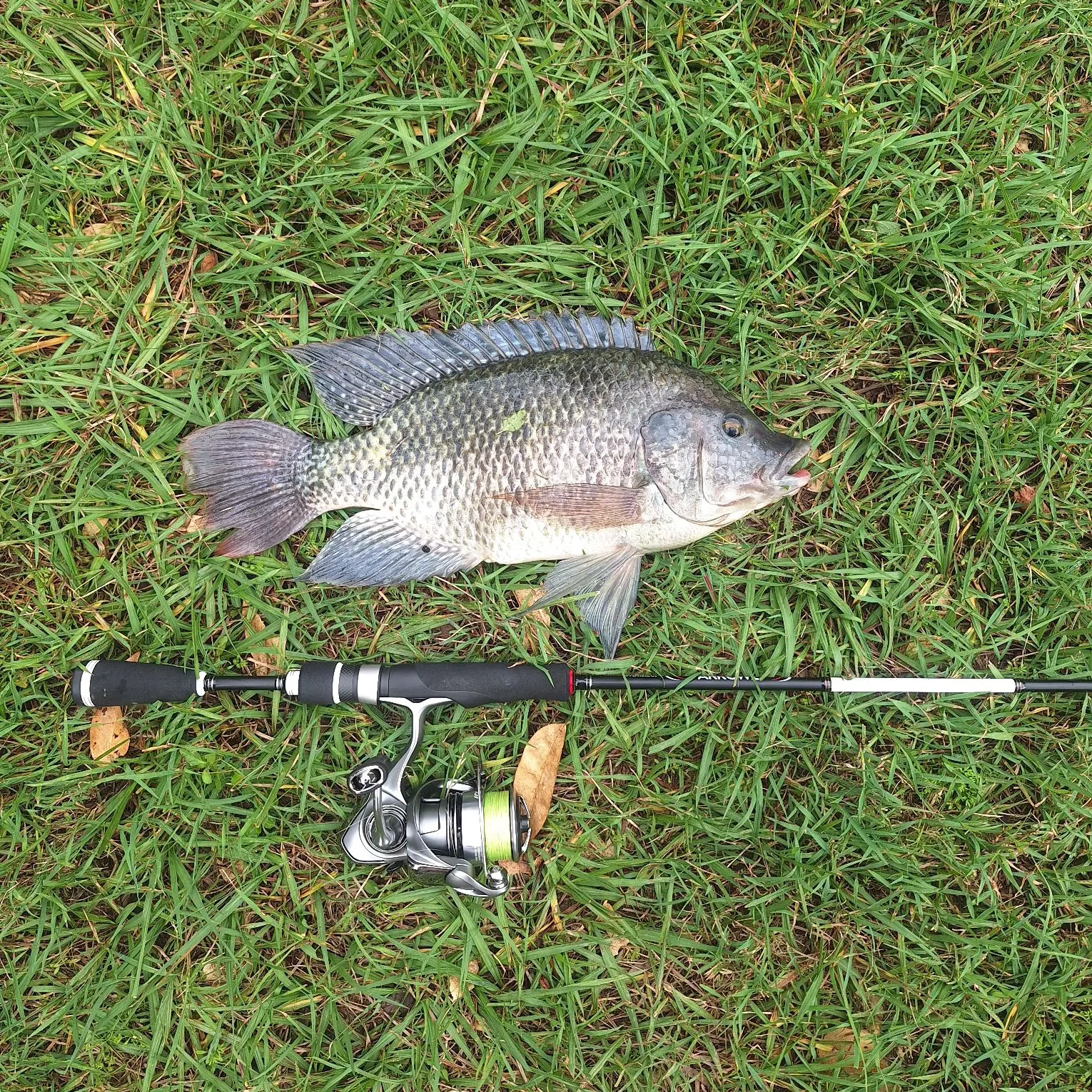 The most recent Mozambique tilapia catches on Fishbrain