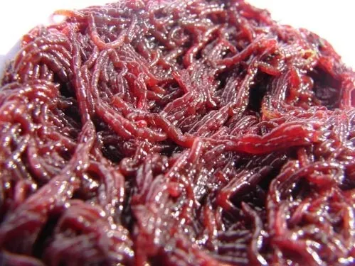Bloodworm