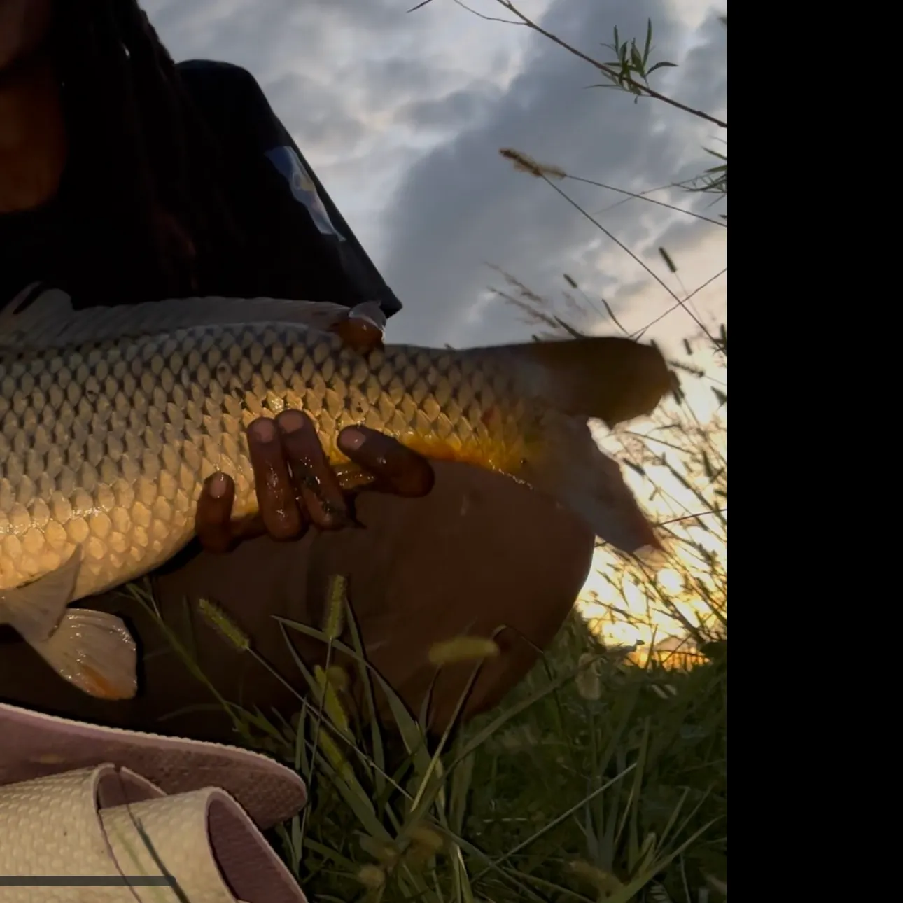 Common carp caught on Fishbrain