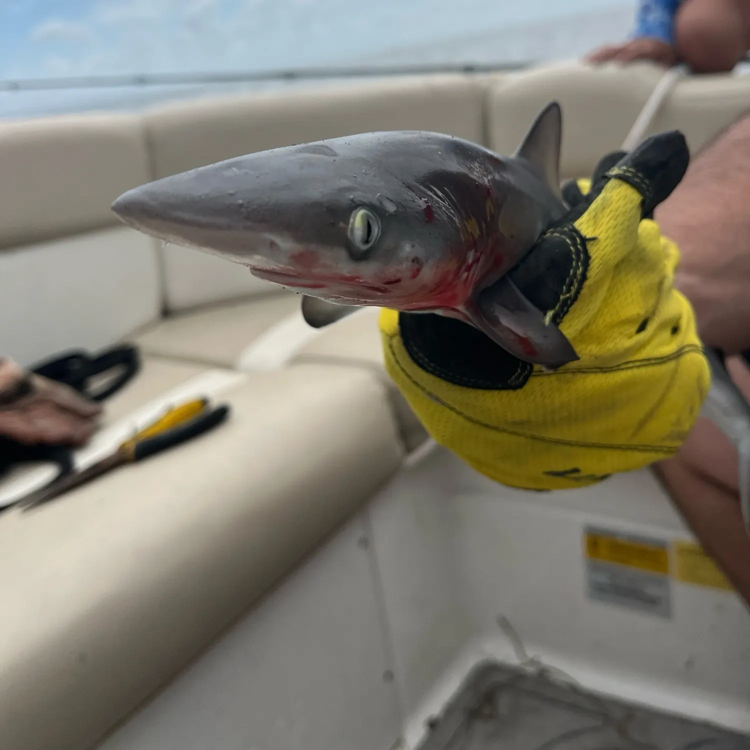 The most recent Sandbar shark catches on Fishbrain