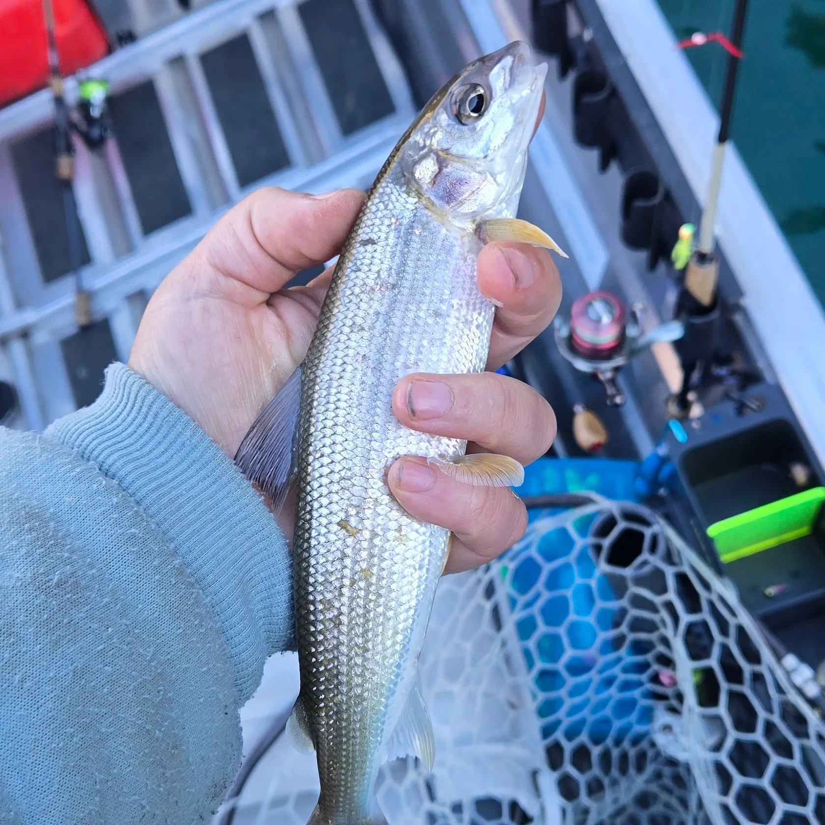 Mountain whitefish caught on Fishbrain