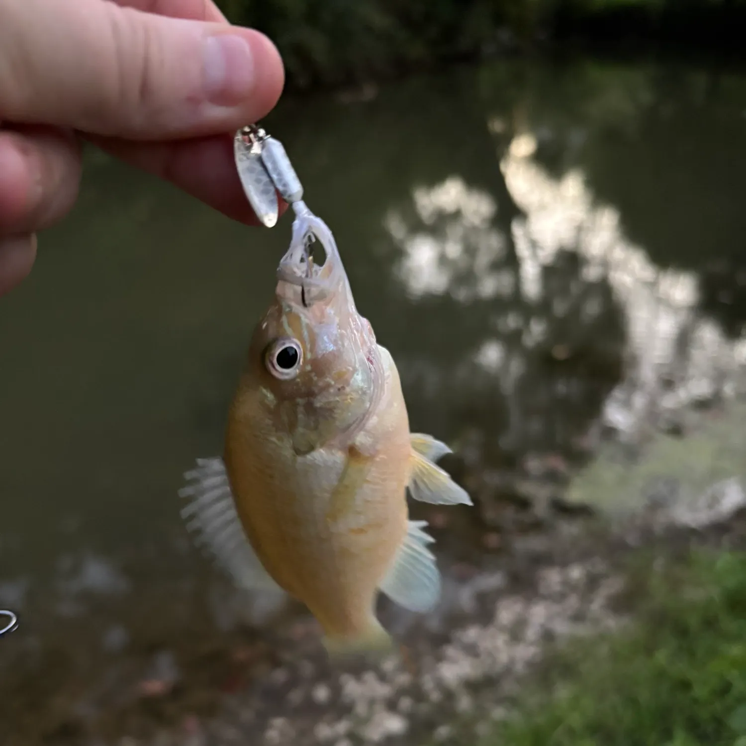 Green sunfish caught on Fishbrain