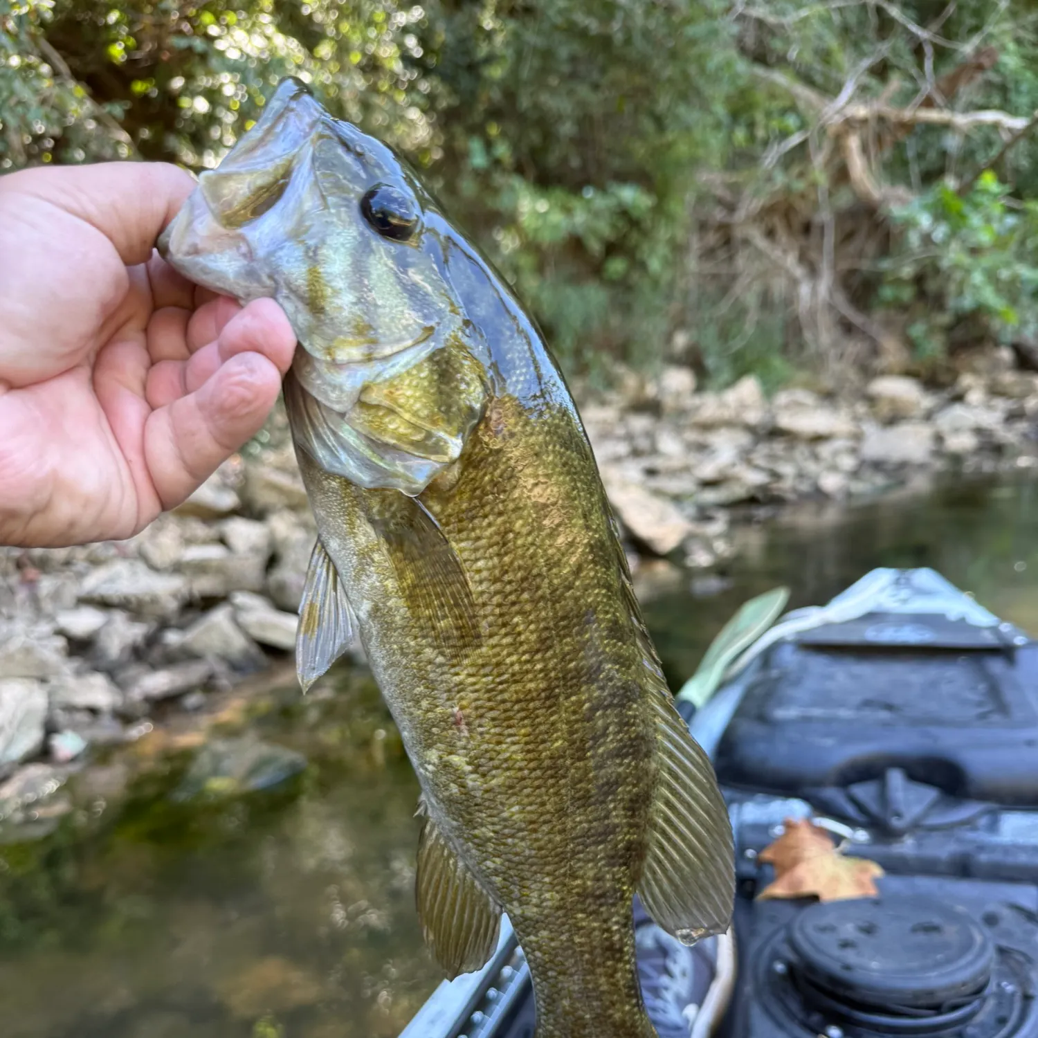 Smallmouth bass caught on Fishbrain