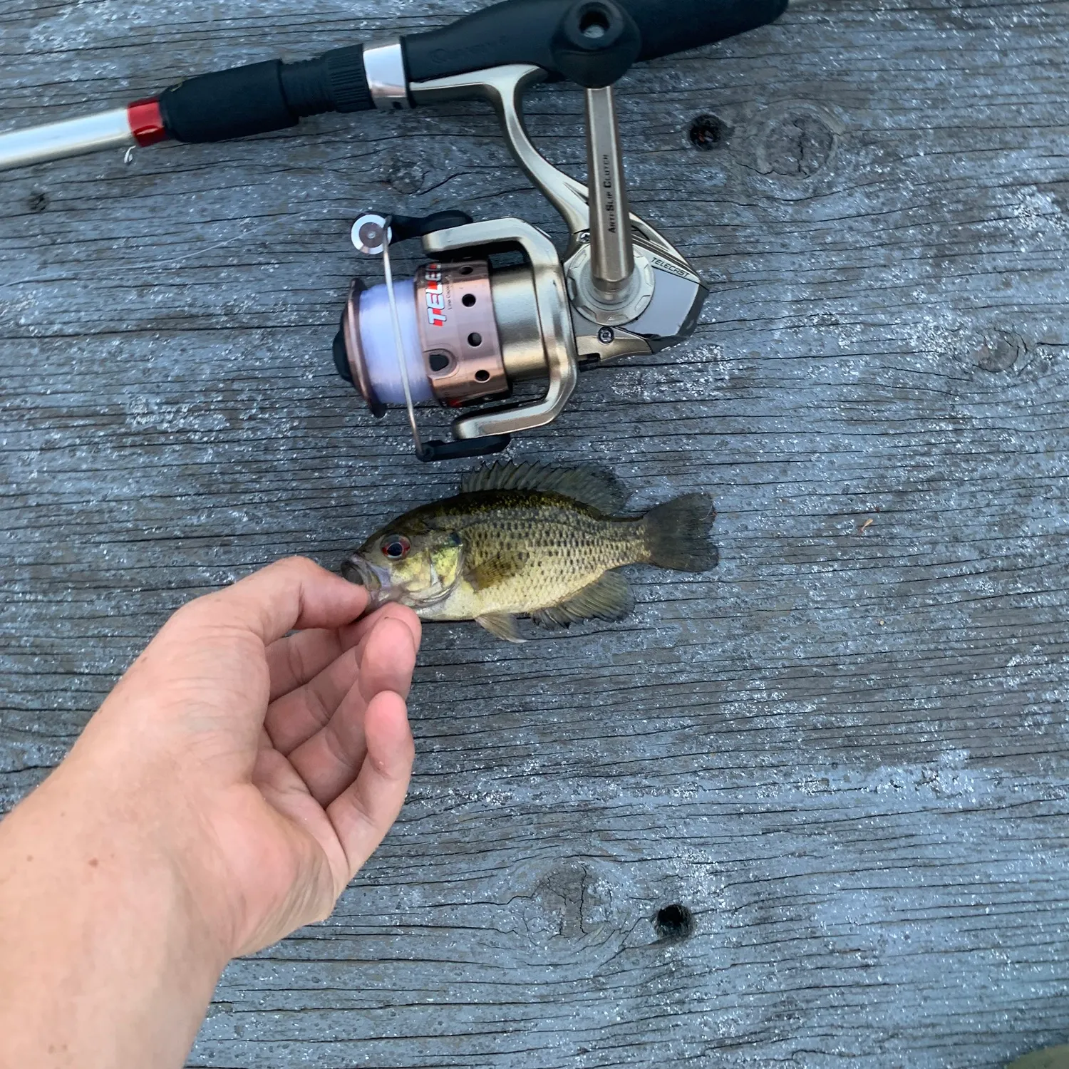 recently logged catches