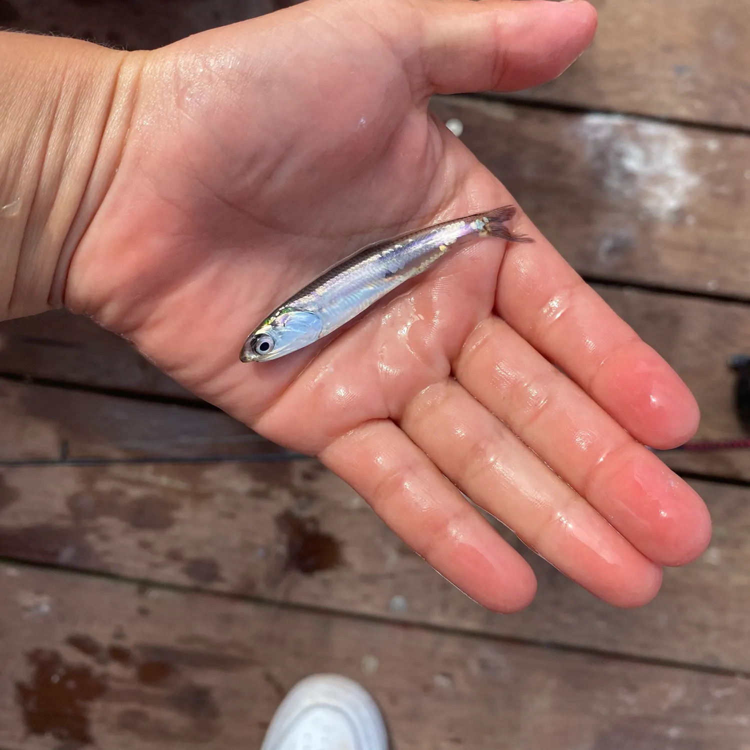 Fish caught on Fishbrain
