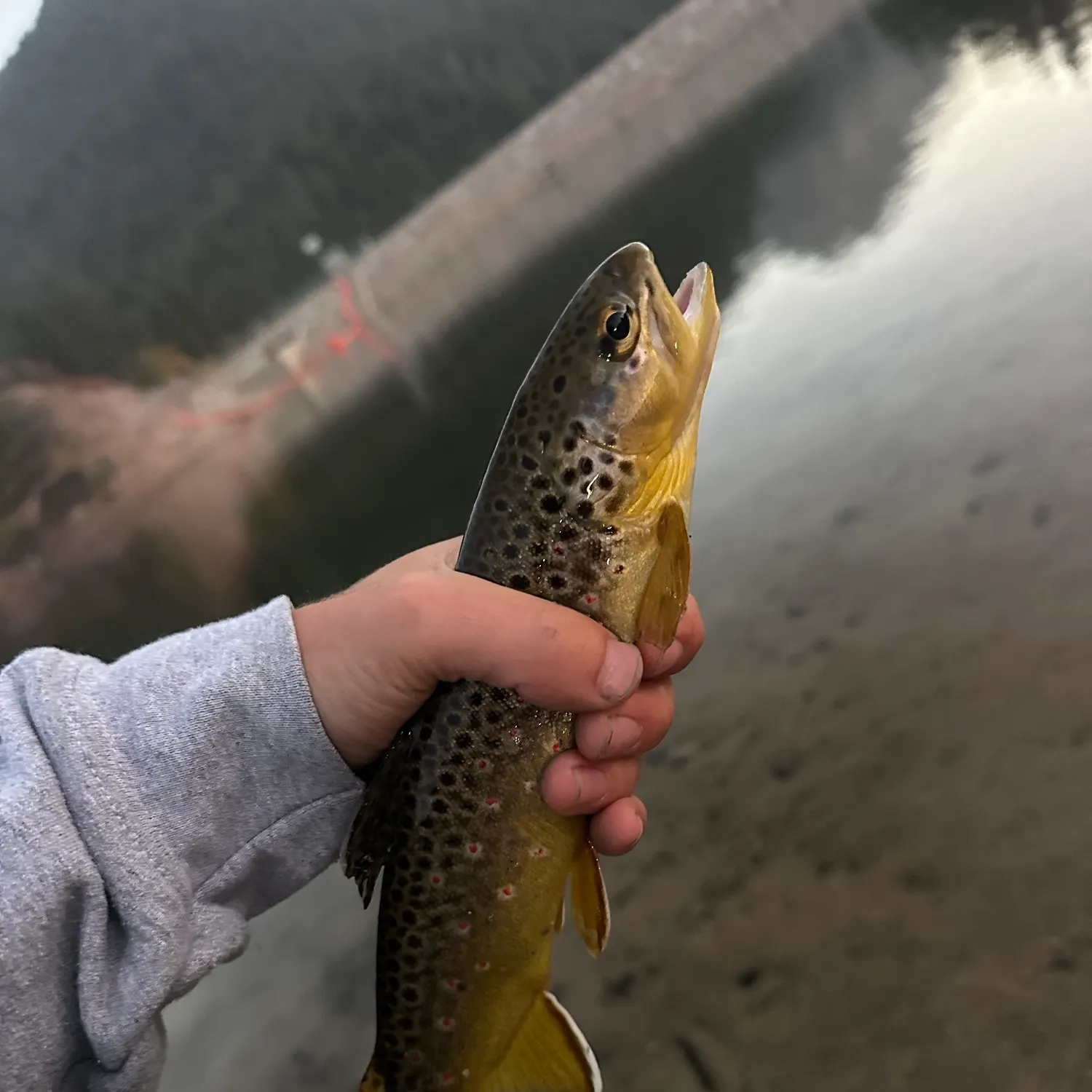 Brown trout caught on Fishbrain
