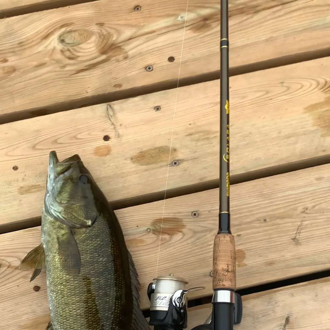 Largemouth bass caught on Fishbrain