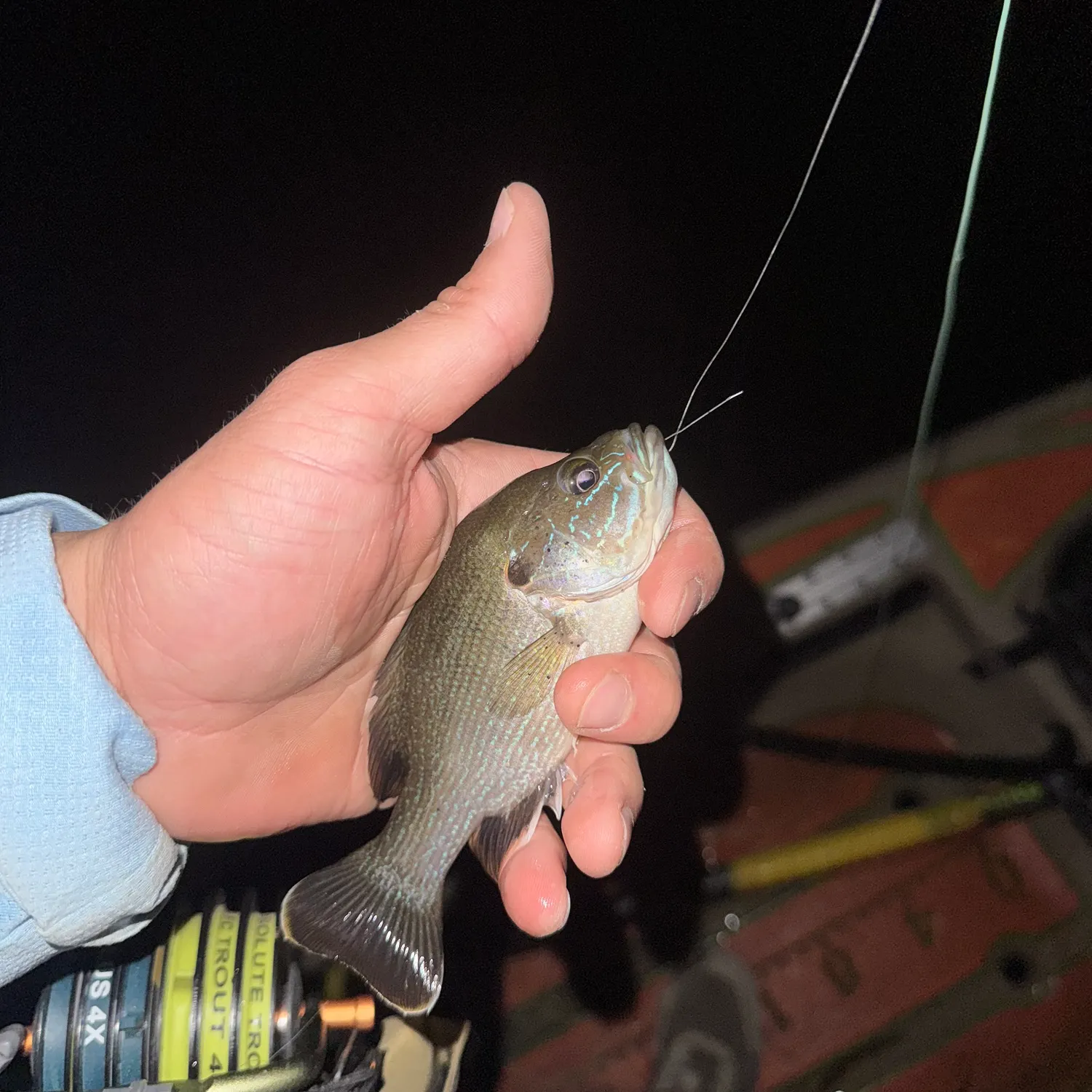 Green sunfish caught on Fishbrain