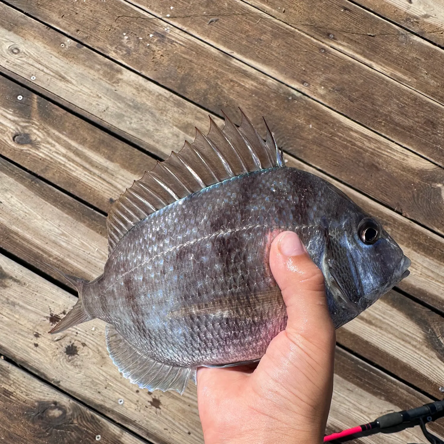 The most recent Scup catches on Fishbrain