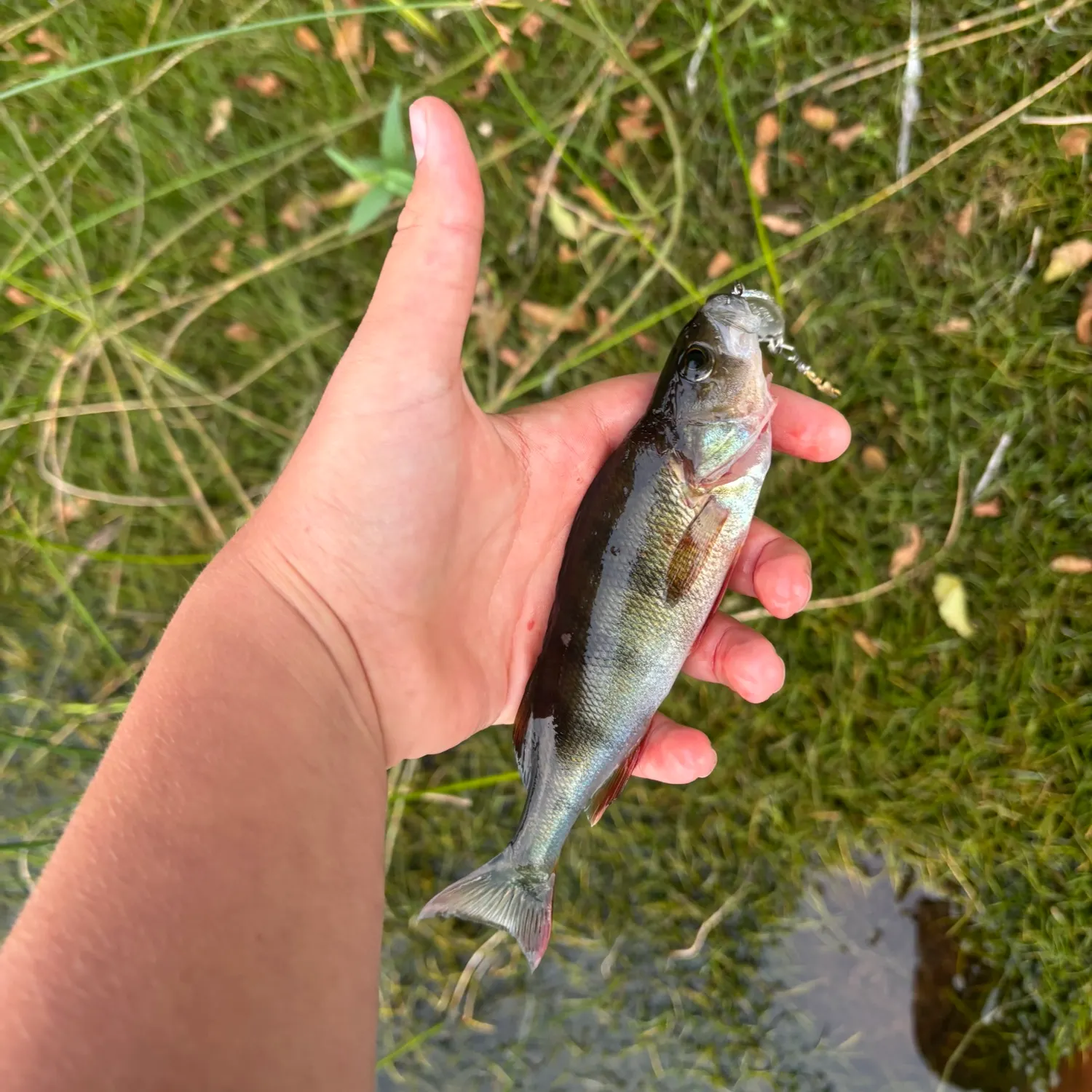 European perch caught on Fishbrain