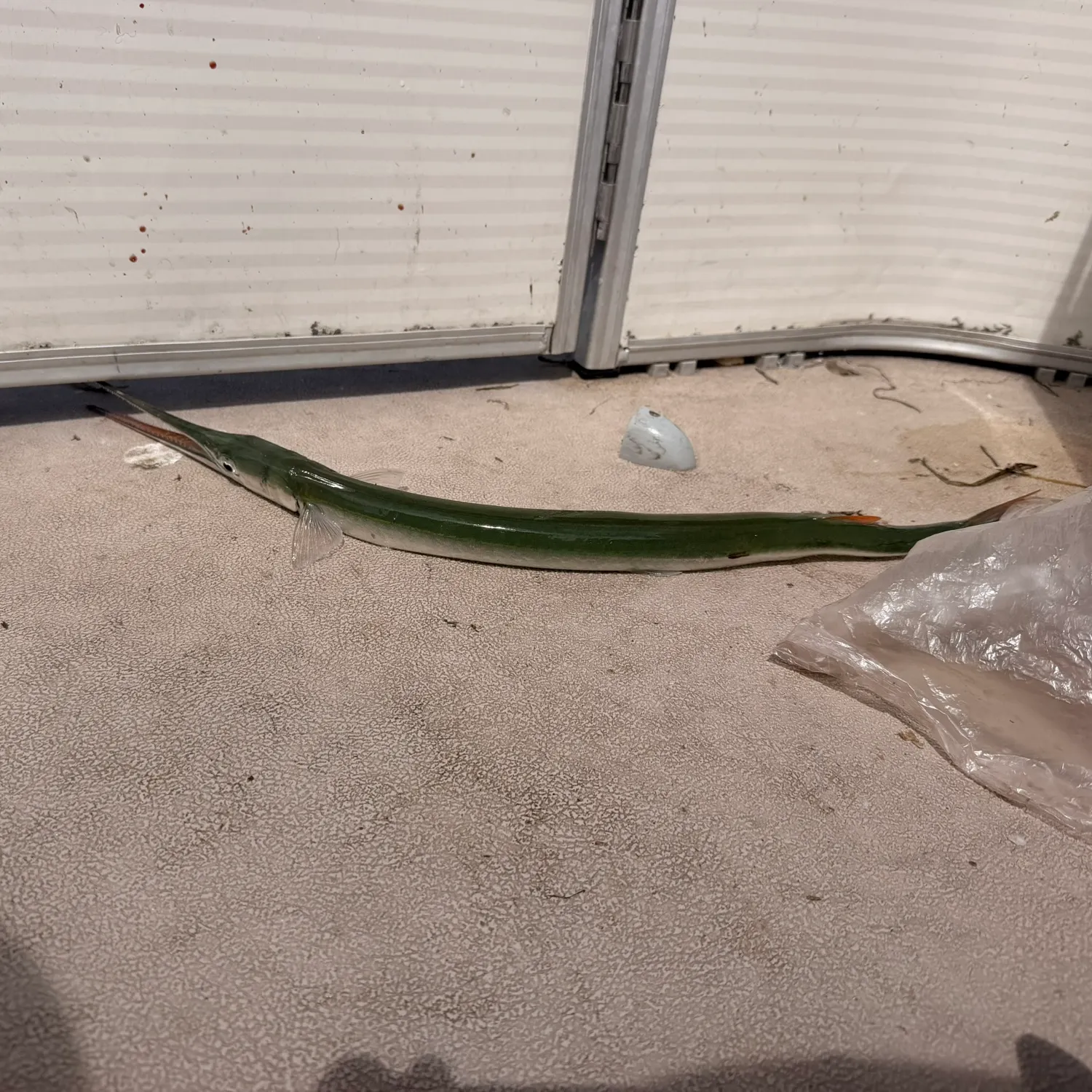 The most recent Mexican needlefish catches on Fishbrain