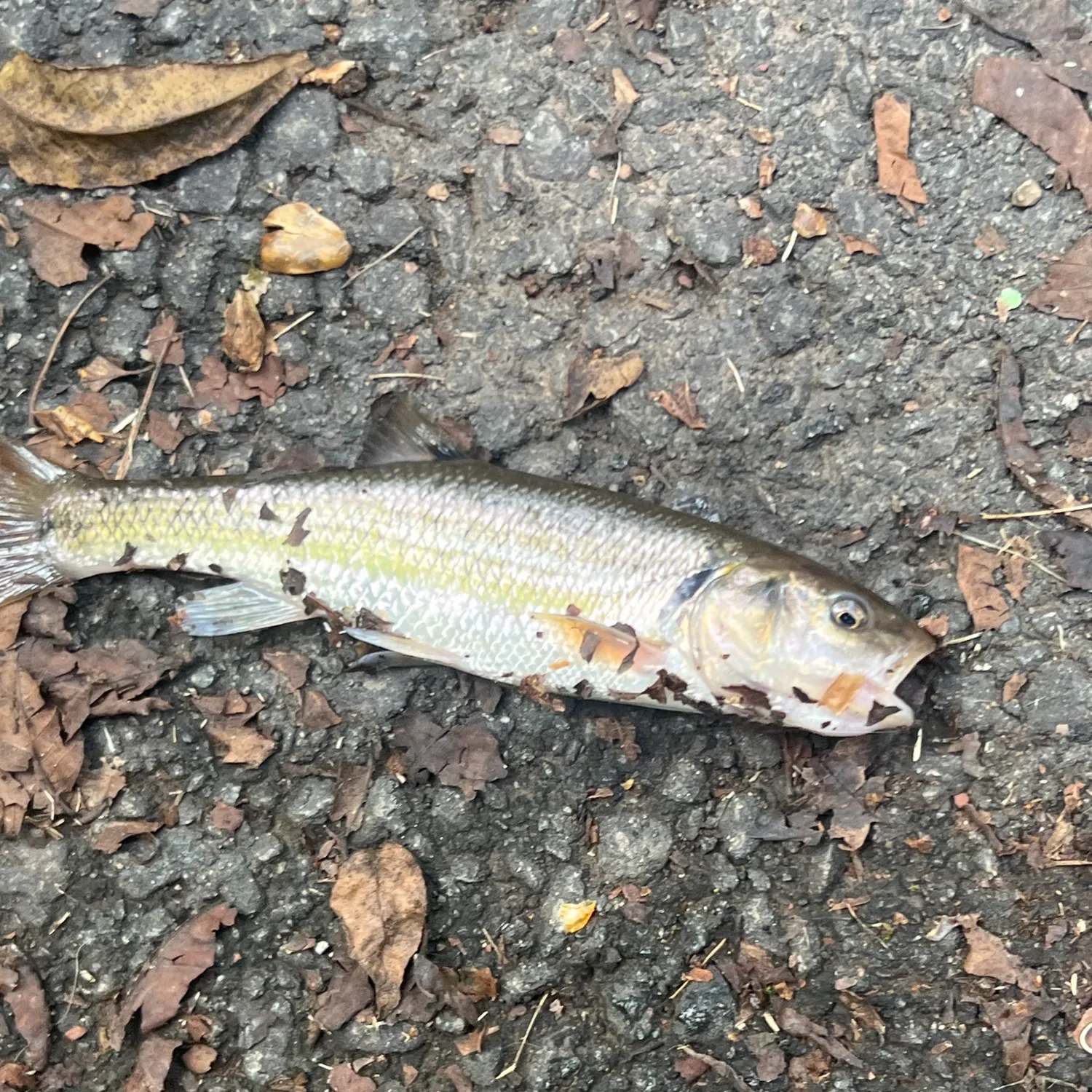 Creek chub caught on Fishbrain