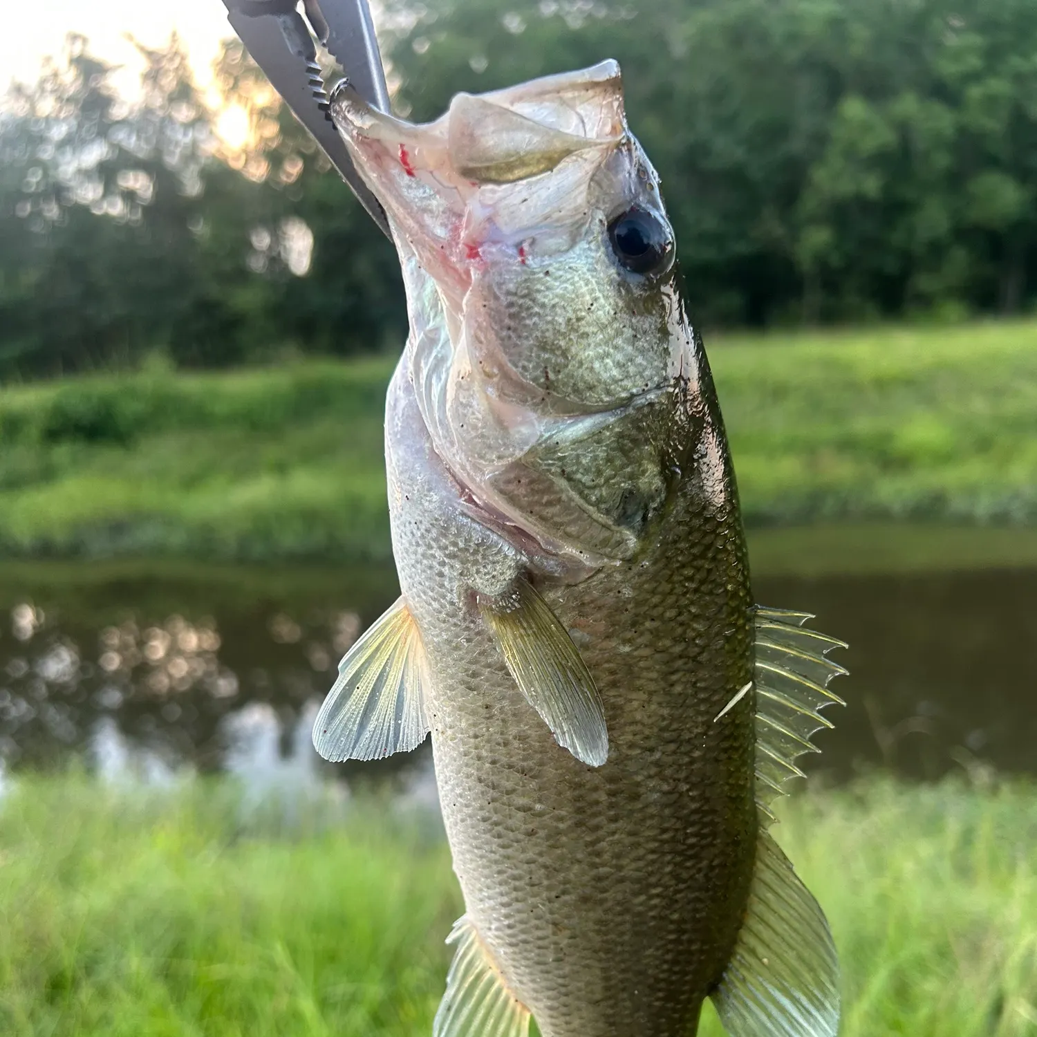 Largemouth bass caught on Fishbrain
